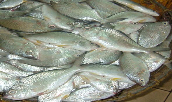 منظمة الفاو تشيد بجهود عمان في إدارة التسويق السمكي في ظل جائحة كورونا